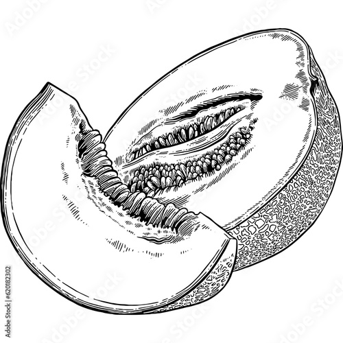 Hand drawn Cantaloupe Melon Sketch Illustration