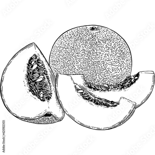 Hand drawn Cantaloupe Melon Sketch Illustration