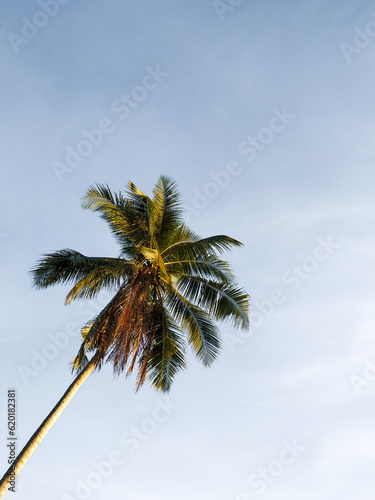 A tilted coconut tree against a blue sky background