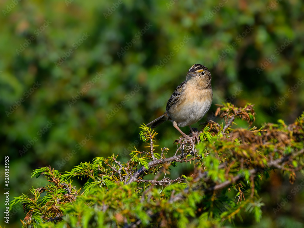 Naklejka premium Grasshopper Sparrow on green juniper shrub against green background