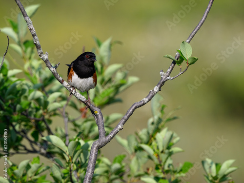 Male Eastern Towhee on tree branch against green background