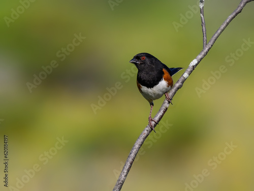 Male Eastern Towhee on tree branch against green background