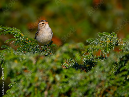 Clay-colored sparrow perched on common juniper in early morning 