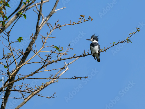 Belted Kingfisher on tree branch against blue sky