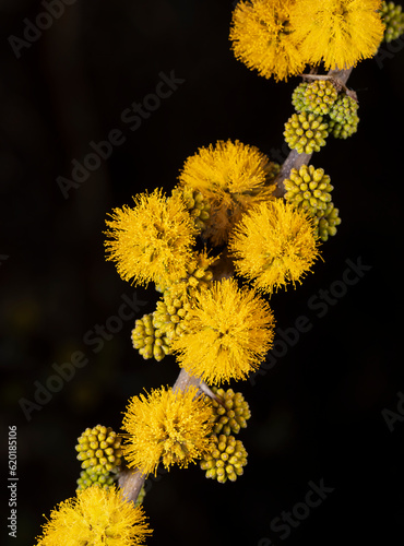 Espino en floración (Vachellia caven)  photo