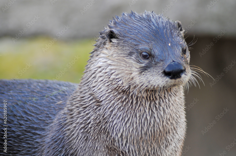 An Otter On The Rocks At The Local Zoo An Otter On The Rocks At The Local Zoo