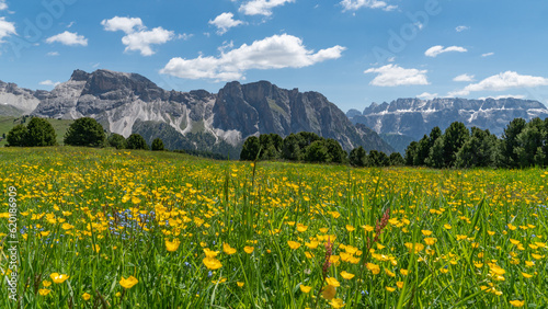 Colorful plants in the Geislerspitzen mountains (Gruppo delle Odle) in the Dolomites (Italian Alps) near Seceda mountain peak