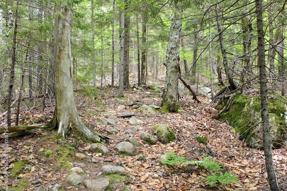 Overgrown forest in mountains of Acadia National Park. State of Maine. USA Overgrown forest in mountains of Acadia National Park. State of Maine. USA