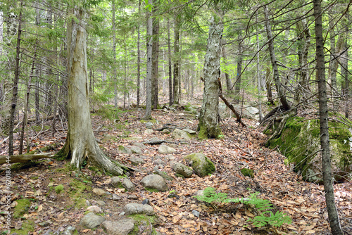 Overgrown forest in mountains of Acadia National Park. State of Maine. USA