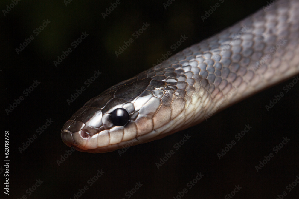 Fototapeta premium close up of a snake