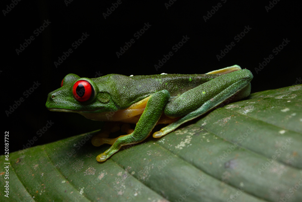 Obraz premium green frog