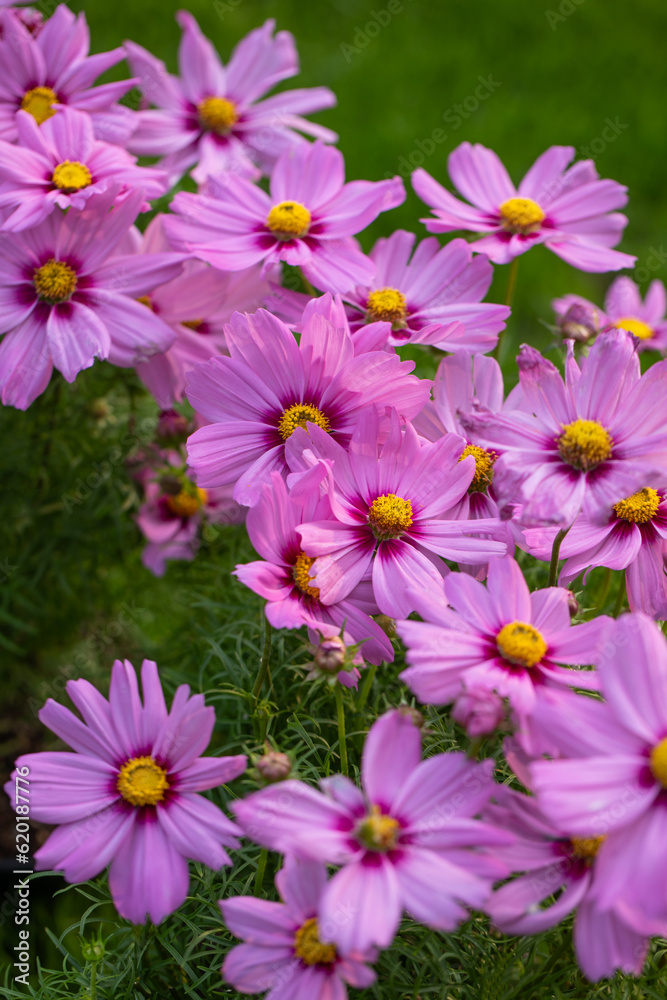 kwiat kosmosu, łąka kwiatowa. cosmos flower, flower meadow, kwiat kosmosu, łąka kwiatowa. cosmos flower, flower meadow,