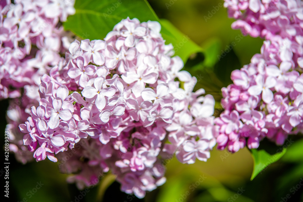 Pink lilac blooms in the Botanical garden
Pink lilac blooms in the Botanical garden