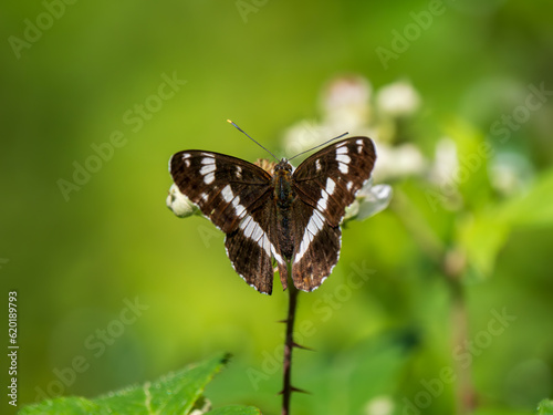 White admiral butterfly feeding on bramble