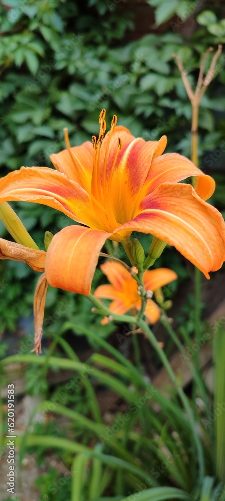 Obraz premium orange tiger lily