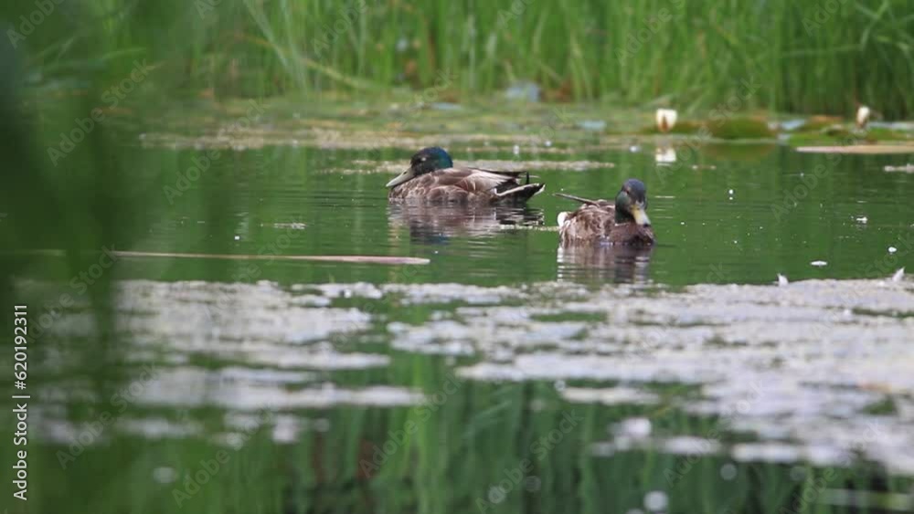 canard colvert sur un lac
canard colvert sur un lac