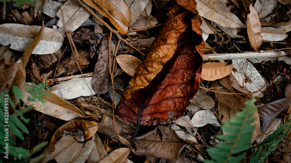 Fototapeta premium autumn leaves in the forest