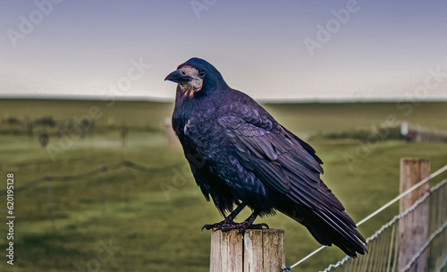 crow on a fence