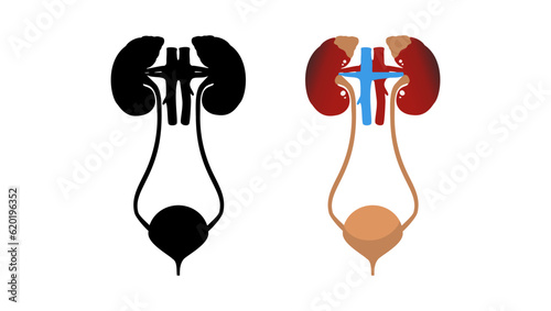 Human urinary bladder system photo