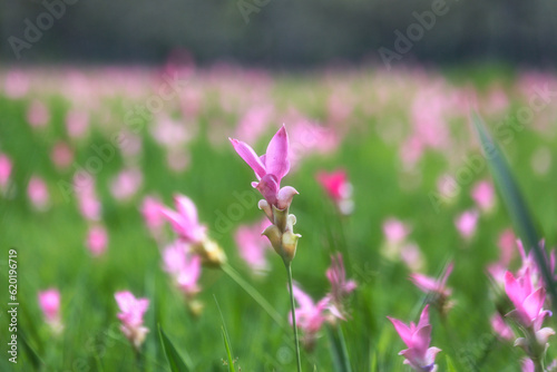 Field of pink Siam Tulip in sunrise sky morning in Saithong Nation Park of Thailand photo