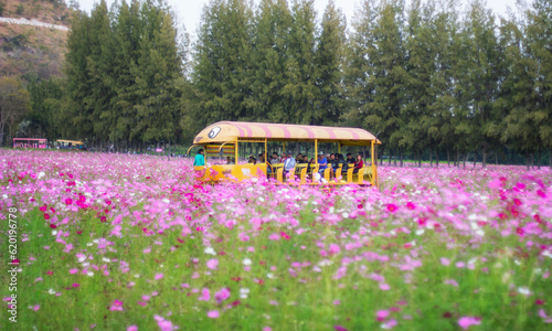 A shuttle bus for the beautiful Cosmos field tour  
 at Jim Thompson farm on  December 31, 2014 in Nakhonratchasima Thailand. photo