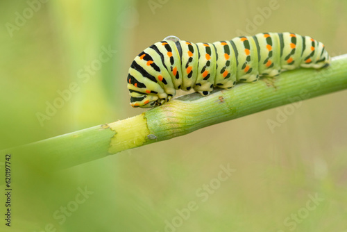 Papilio machaon caterpillar crawling on green plant in park