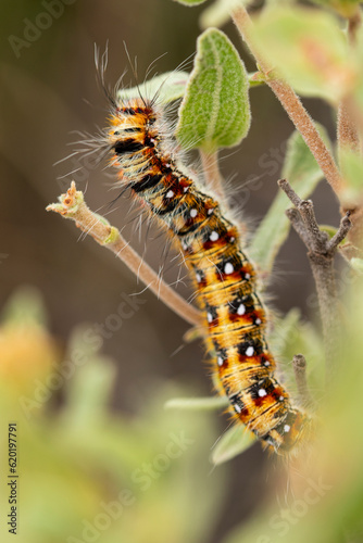 Trichiura crataegi caterpillar on green leaf in sunlight photo