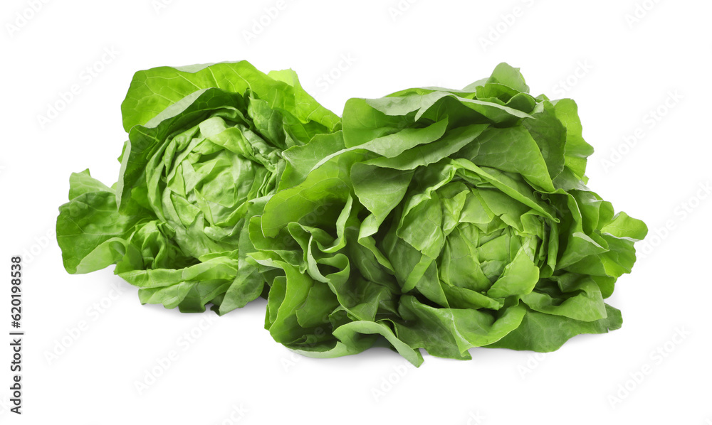 Fresh green butter lettuce heads isolated on white Fresh green butter lettuce heads isolated on white