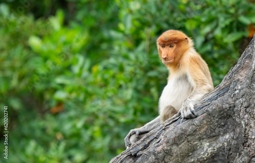 Fototapeta Naklejka Na Ścianę i Meble -  Proboscis Monkey in the Rainforest Jungle of Borneo