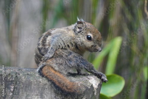 Swinhoe s Squirrel