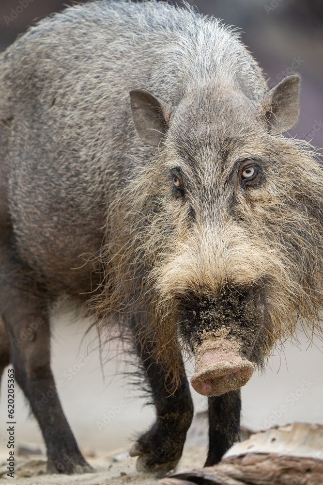 Bearded Pig in the Bako National Park Borneo Bearded Pig in the Bako National Park Borneo
