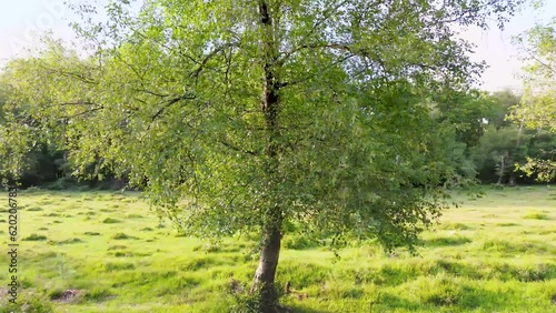 Tree in spring