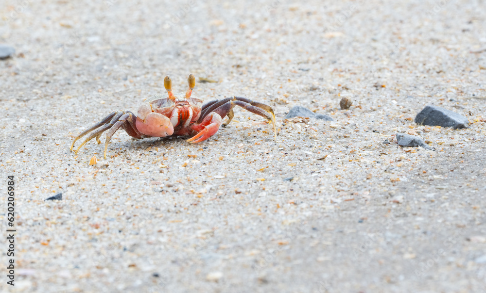 Crab on a beach in Bako National Park Borneo