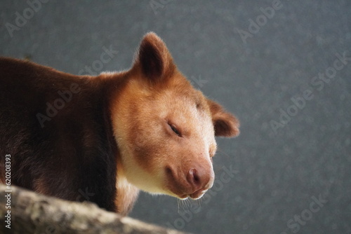 Tree-kangaroo photo