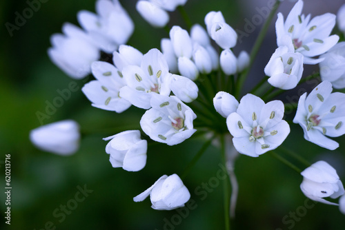 Macro details of a white flower