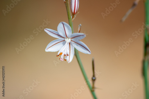 Macro details of a white flower