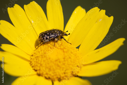 Bee on yellow flower