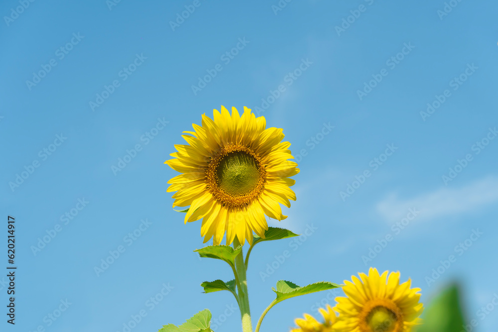small sunflower blooming in the sky