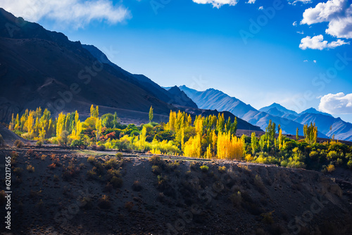 color changing tree and the Himalayas, Leh, India