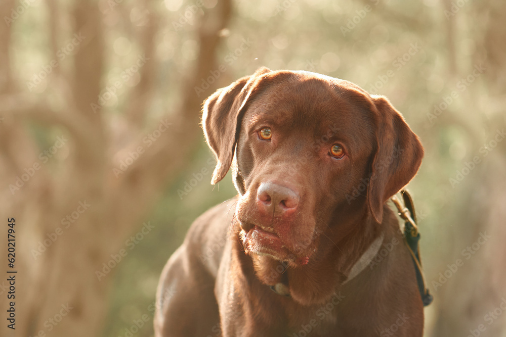 dog in the park. Funny Chocolate Labrador on the grass. Pet in nature