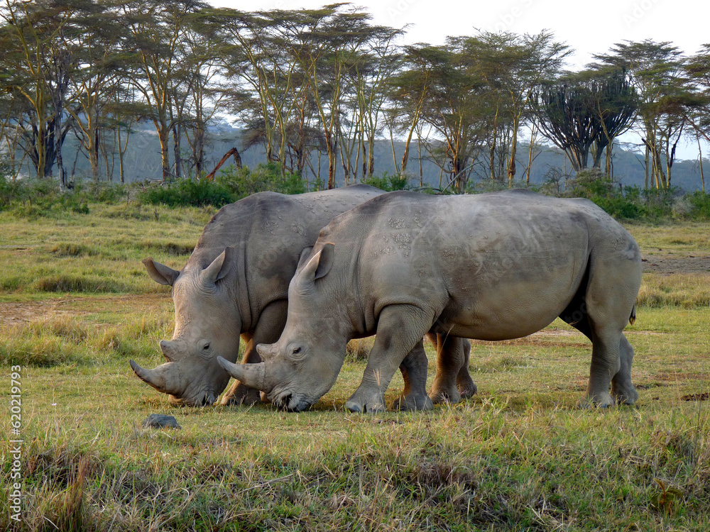 white rhino and calf white rhino and calf