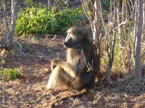 Tapety artystyczne baboon sitting on the ground