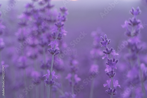 Lavender flower field. Violet lavender field sanset close up. Lavender flowers in pastel colors at blur background. Nature background with lavender in the field. © svetograph