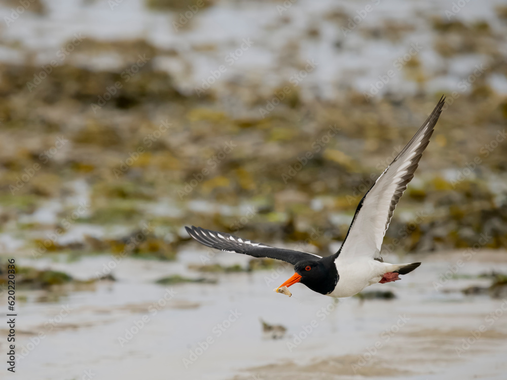 Oystercatcher, Haematopus ostralegus Oystercatcher, Haematopus ostralegus