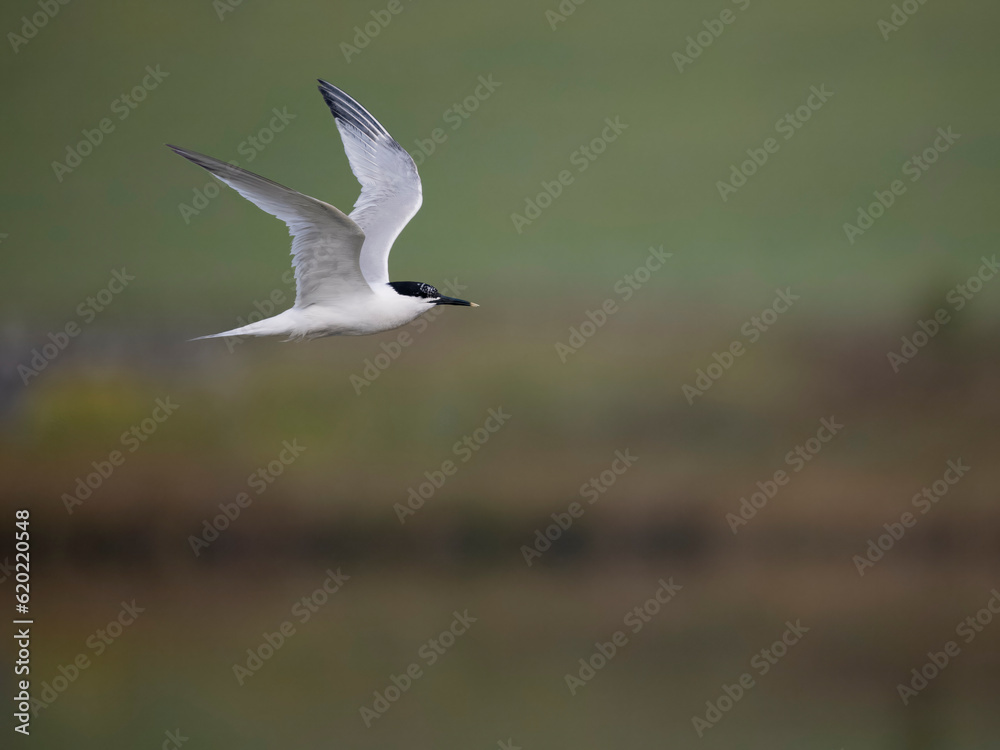 Sandwich tern, Sterna sandvicensis Sandwich tern, Sterna sandvicensis