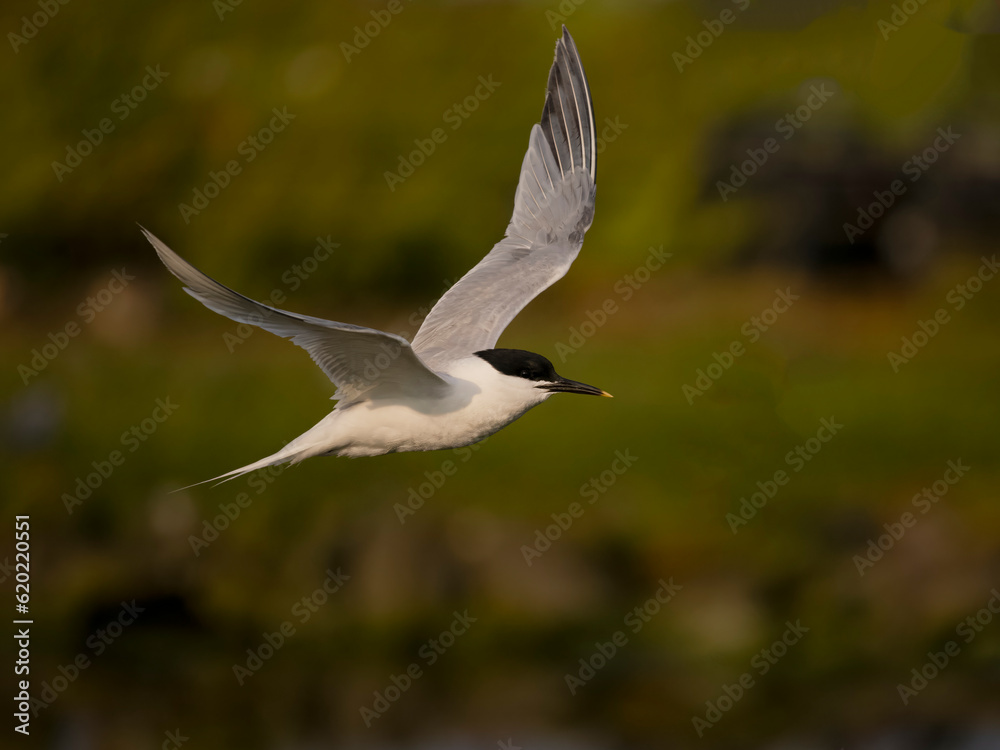 Sandwich tern, Sterna sandvicensis