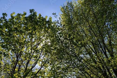 deciduous trees in the spring season in sunny weather