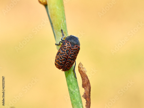 Red beetle in a natural environment. Lachnaia variolosa photo