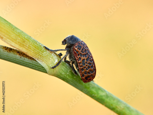 Red beetle in a natural environment. Lachnaia variolosa photo