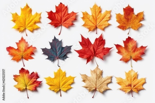 Group of isolated colorful autumn leaves on a white background